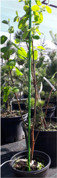 Zahradní tyč  GFRP 8mm/1,5m  zelená